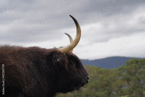 Side portrait of a blackk highland cow