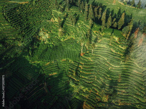 Aerial view of beautiful tea terrace landscape in China