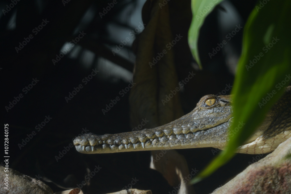 Portrait of the head of a baby crocodile Portrait of the head of a baby crocodile