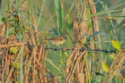 Blyth's reed warbler photo