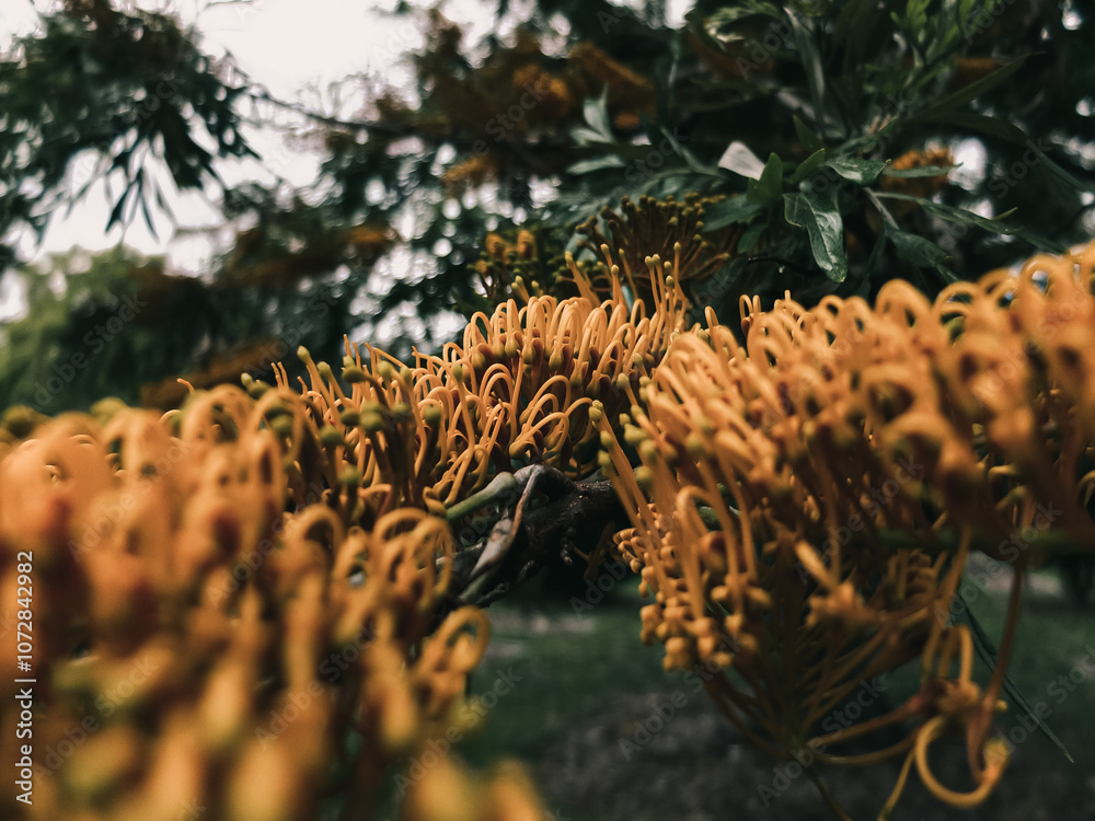 Fototapeta premium Grevillea flower
