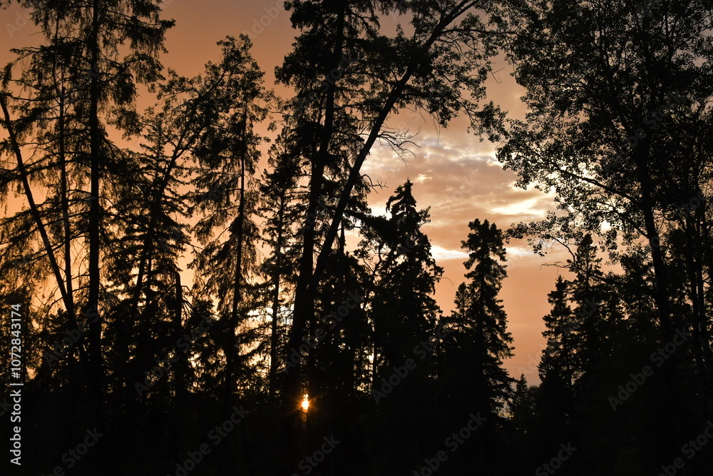 sunset in the forest sunset in the forest