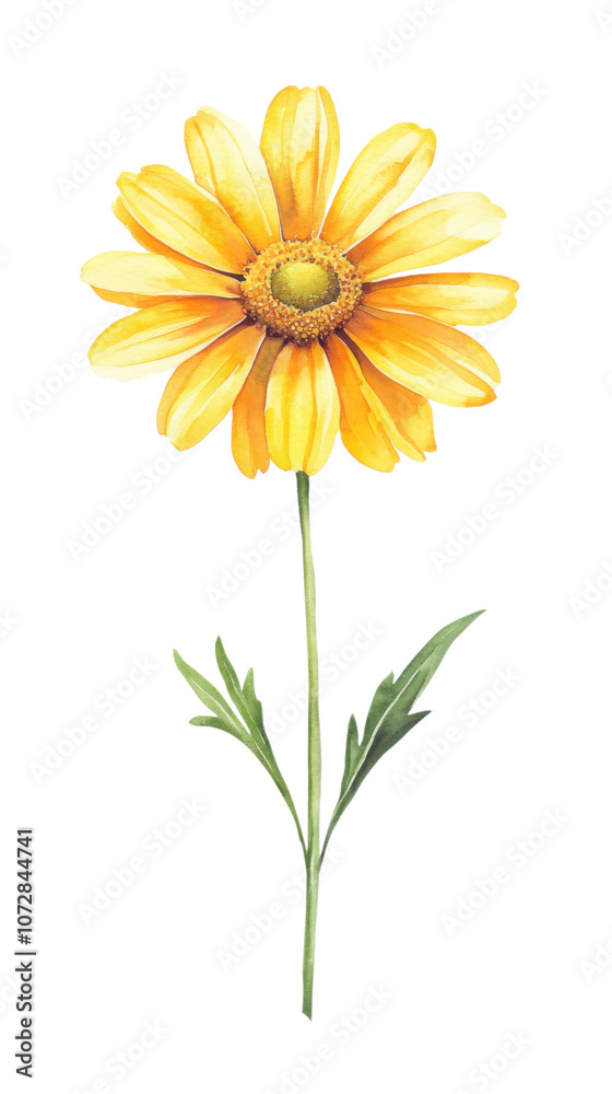 Fototapeta premium PNG A bright yellow daisy with clean watercolor petals and a simple green stem