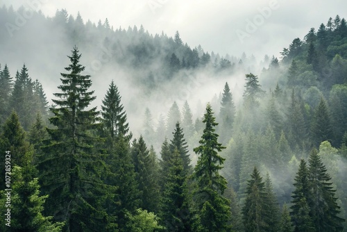 Dense fir forest with misty fog covering the landscape, foggy mountains, retro atmosphere, foggy forest