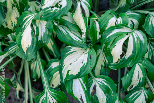 Hosta Undulata Univittata - green and white Hosta Leaves on the cemetery ground photo