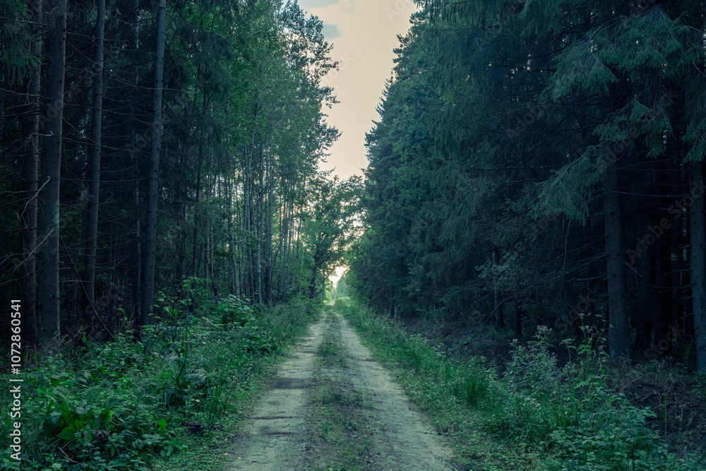 path with two tracks through Latvia forest path with two tracks through Latvia forest
