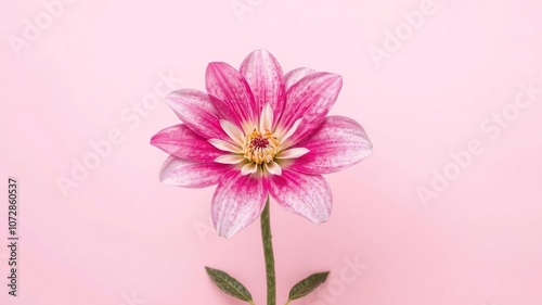 A vibrant pink and white flower standing out against a soft pink background, colorful, minimalist, petals