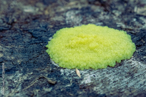 Slime mould (Stemonitis flavogenita) slime mould at plasmodium stage, photo