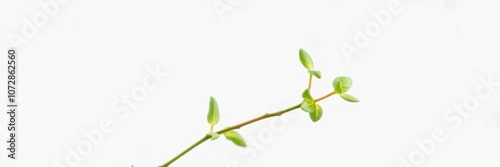 a delicate green plant with soft leaves in a clean white background, conveying a sense of purity and simplicity, minimalist decor, watercolor effect, ethereal