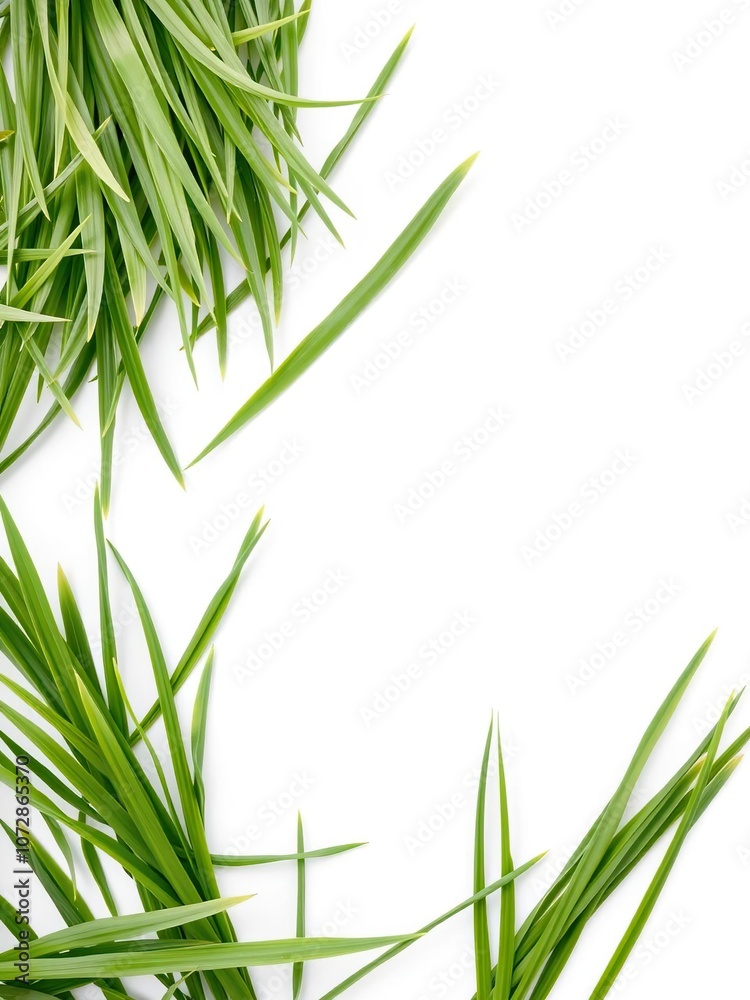 Fresh green grass isolated on a clean white background, growth, natural Fresh green grass isolated on a clean white background, growth, natural