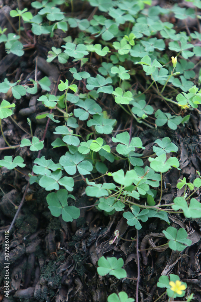 Green leaves nature background in the garden outdoor Green leaves nature background in the garden outdoor