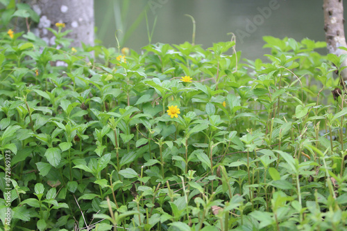 Wallpaper Mural Green leaves nature background in the garden outdoor Torontodigital.ca