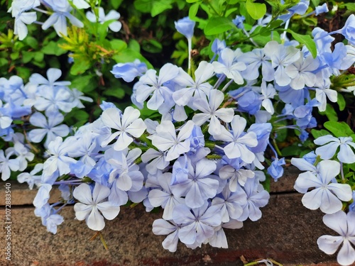 Plumbago auriculata flowers blooming in the garden