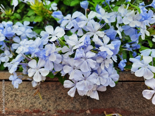 Plumbago auriculata flowers blooming in the garden