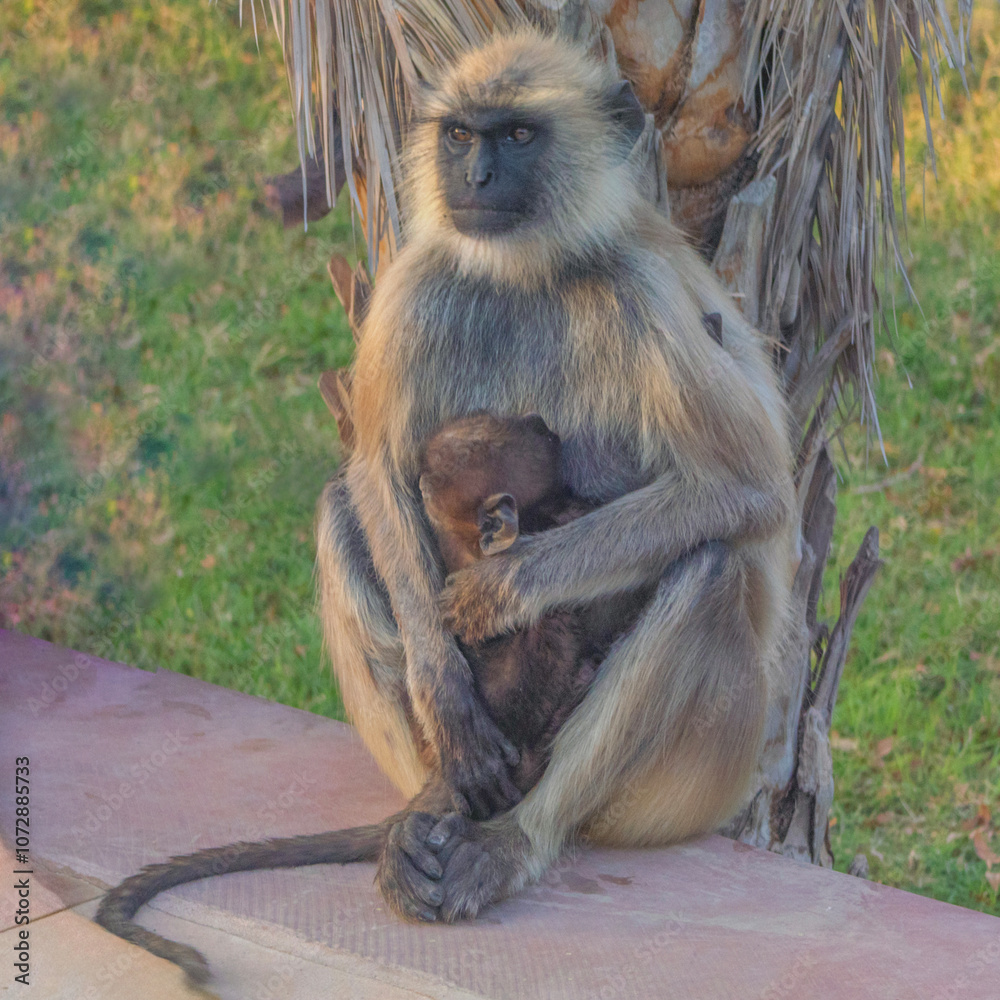 Obraz premium Monkey cuddle time