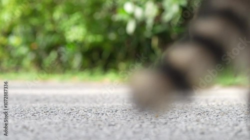 Pair of raccoons walking on the asphalt road in the park, with green vegetation in the background