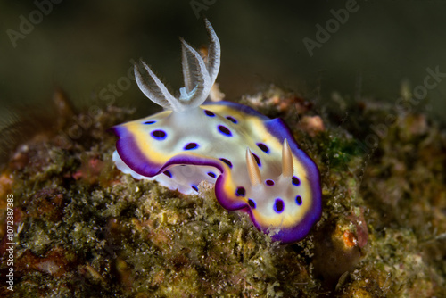 Kunie's Chromodoris encounter in Anilao photo