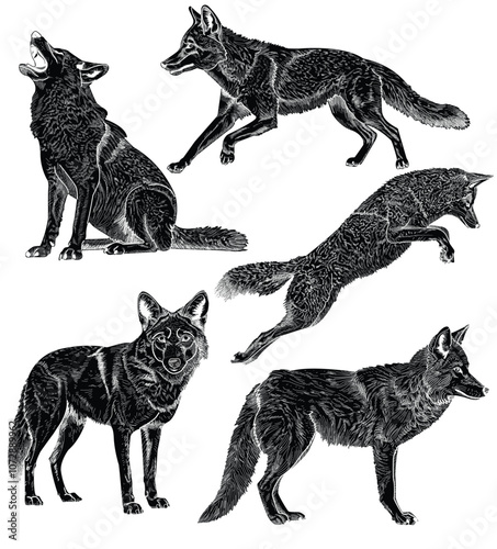 set of 5 coyote silhouette vector illustrations