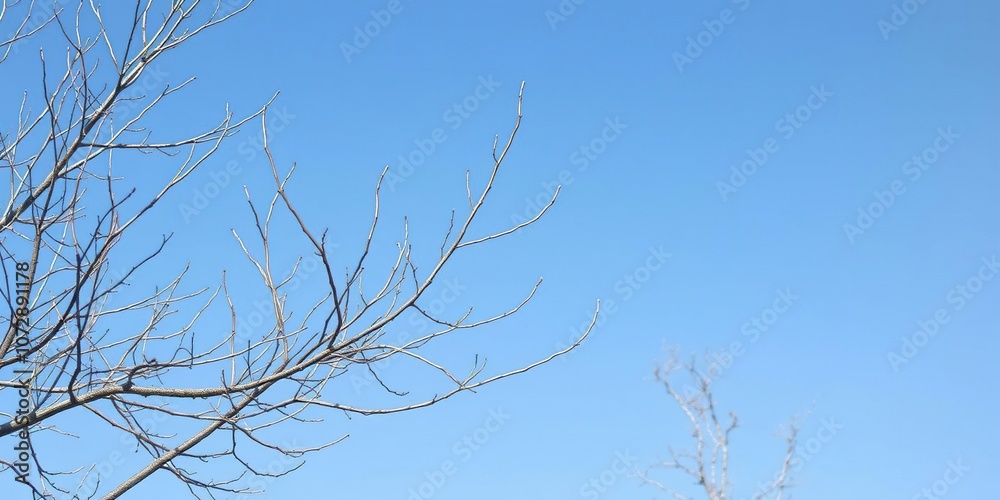 Bare branches and bare tree against clear blue sky, serene background, wintry scene Bare branches and bare tree against clear blue sky, serene background, wintry scene