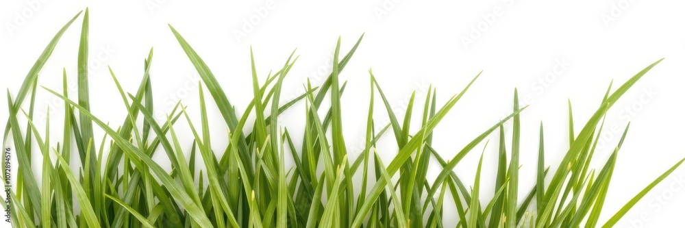 Fresh green grass isolated on a clean white background for easy cropping, plant Fresh green grass isolated on a clean white background for easy cropping, plant