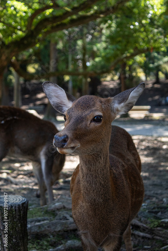 Close-up of a deer in Nara Park