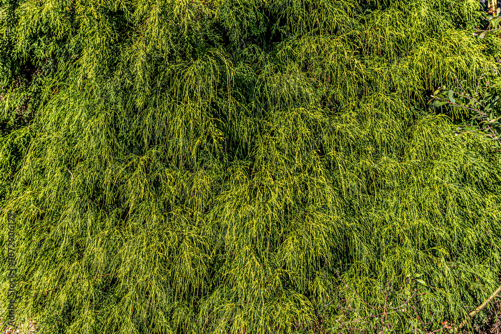 green grass background green grass background