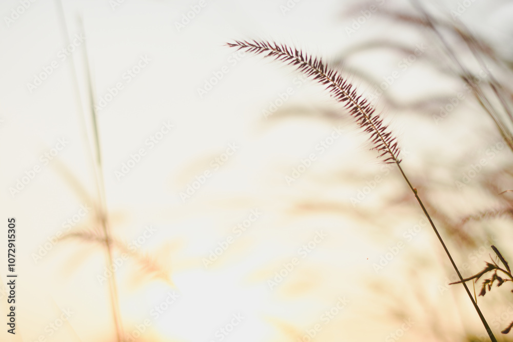 Obraz premium view of tall grass with pinkish-purple feathery plumes, likely a type of ornamental grass,backlit by the sun.The sunlight creates a warm, golden glow,illuminating the grass and creating a soft