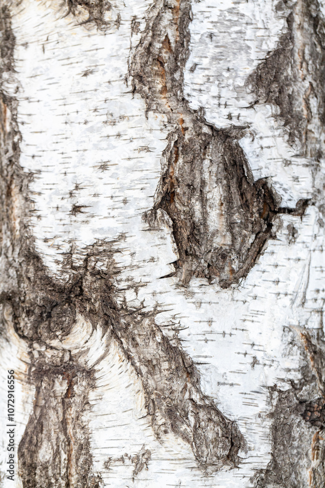 Obraz premium Black-white striped and cracked natural texture of Russian birch bark. Birch bark background