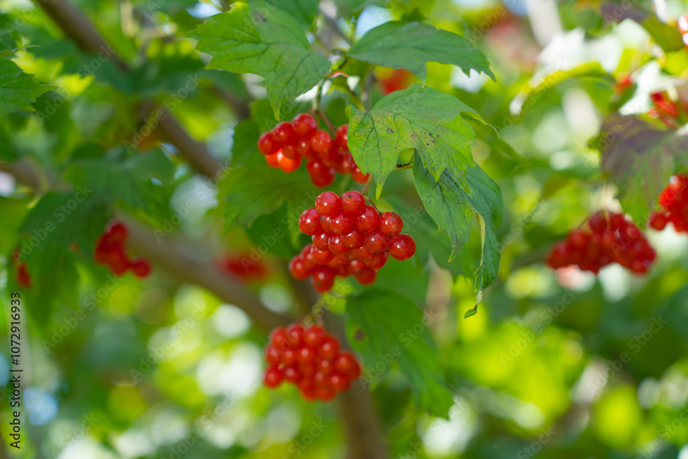 Ripe red viburnum berries, bunches on branches with leaves in natural conditions Ripe red viburnum berries, bunches on branches with leaves in natural conditions