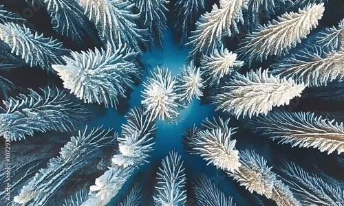 Aerial View Winter Pine Trees Snow Forest 4K photo