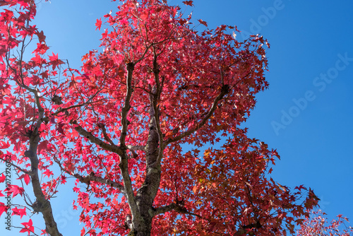 紅葉の並木路