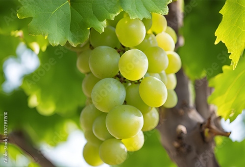 Green grapes landscape background