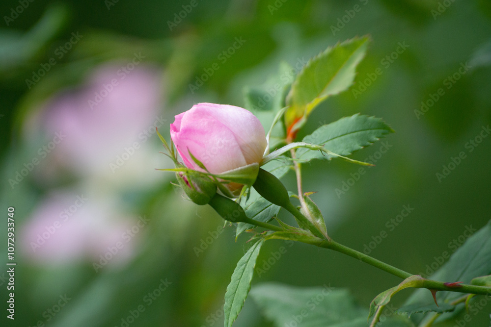 pink rose bud