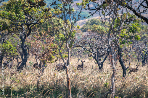 A herd of animals in a field with trees in the background, Ryvjuby National Park