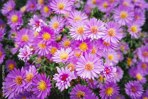 Wallpaper Mural Aster dumosus 'Kassel' Asteraceae family, Close-up, selective focus. Beautiful natural background. Torontodigital.ca