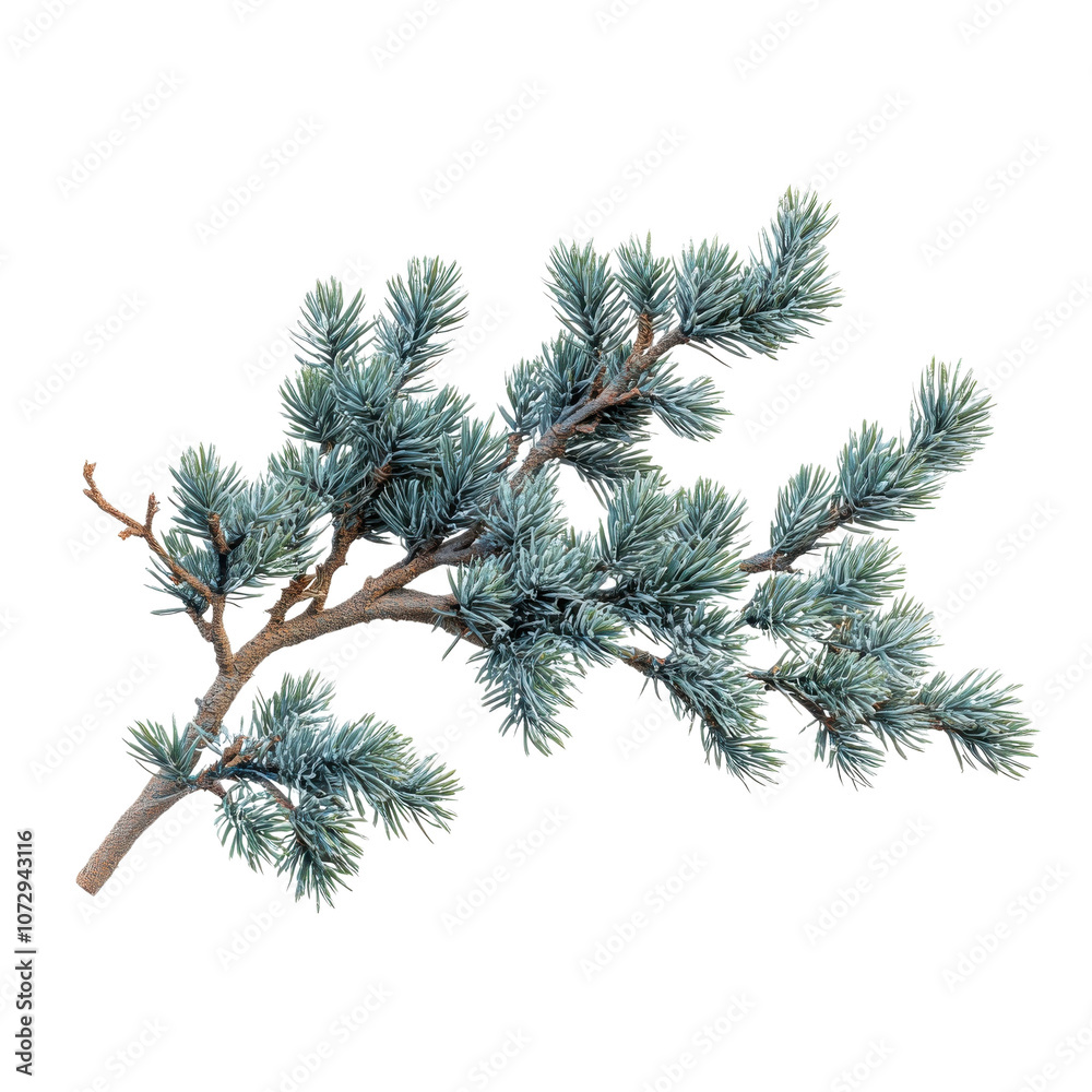 A close-up view of a beautiful evergreen branch showcasing lush, needle-like foliage. The vibrant colors highlight the beauty of nature and tranquility. A close-up view of a beautiful evergreen branch showcasing lush, needle-like foliage. The vibrant colors highlight the beauty of nature and tranquility.