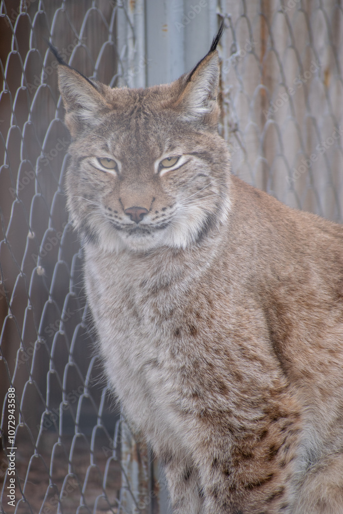 Obraz premium lynx on a rock