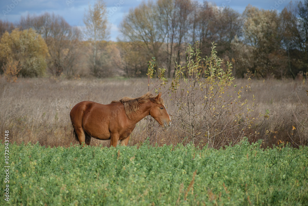 Naklejka premium horse in the meadow
