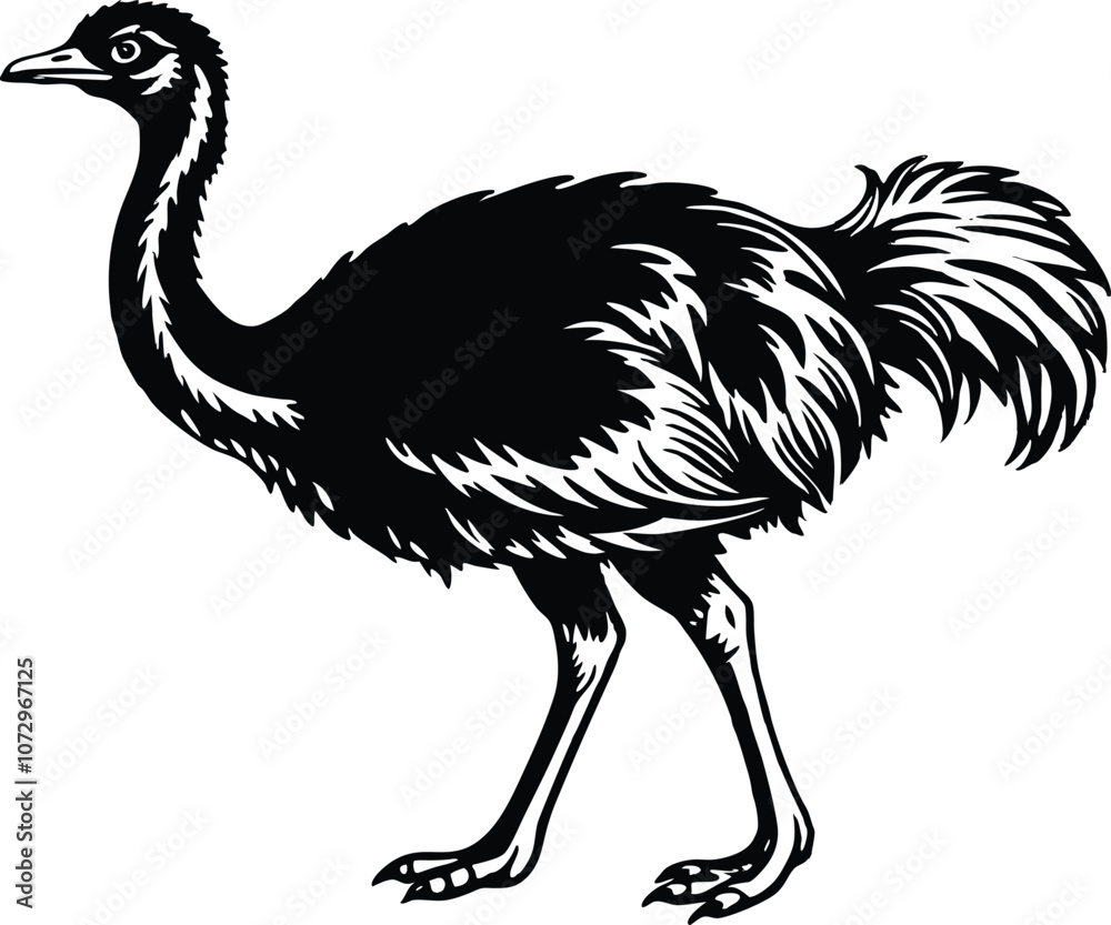 Naklejka premium Ostriche bird Silhouette, Emu silhouette vector illustration