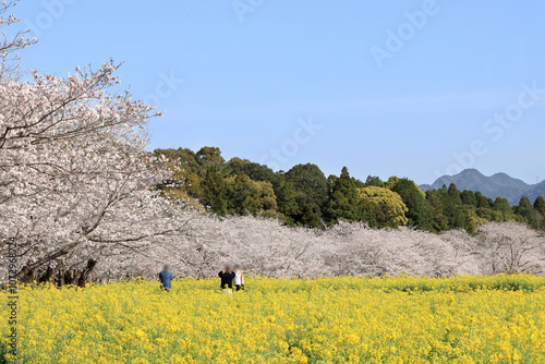 菜の花畑と桜並木