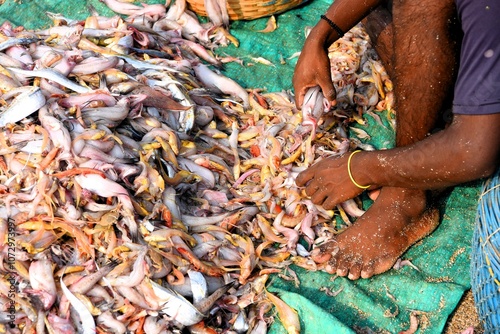 Fisherman sorting fish, Uttan Beach, Bhayander, Thane, Bombay, Mumbai, Maharashtra, India, Asia