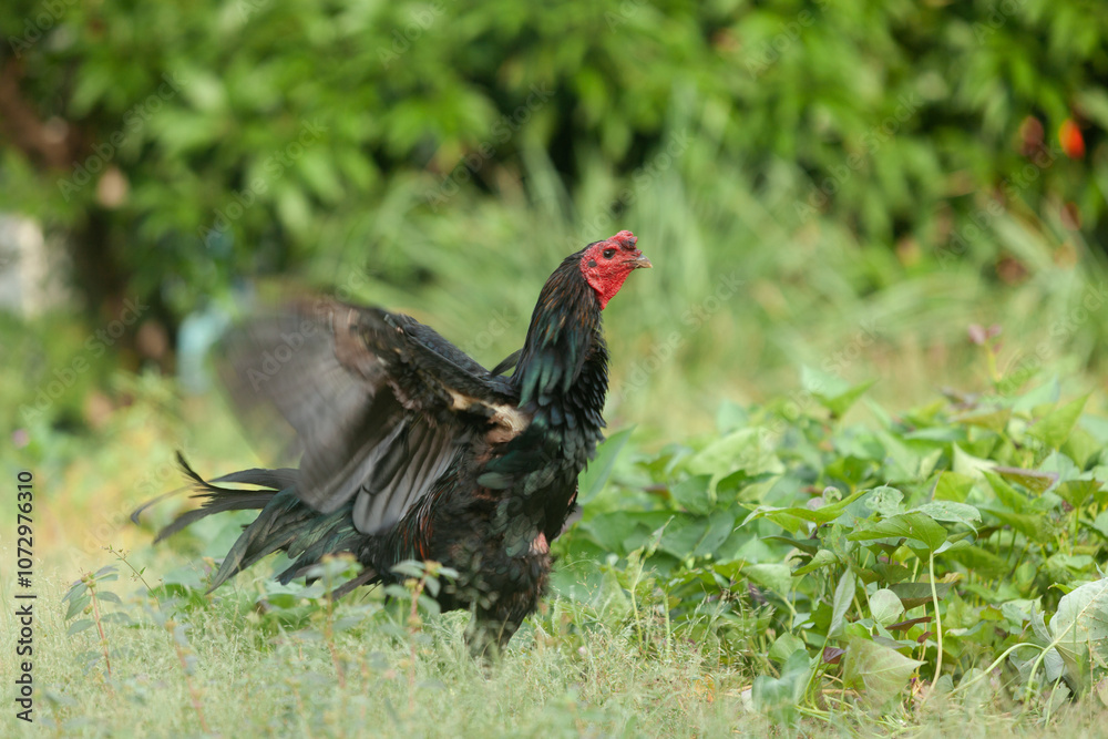 Asian black chicken strolling in a garden, flapping its wings and calling out, blending gracefully with nature Asian black chicken strolling in a garden, flapping its wings and calling out, blending gracefully with nature