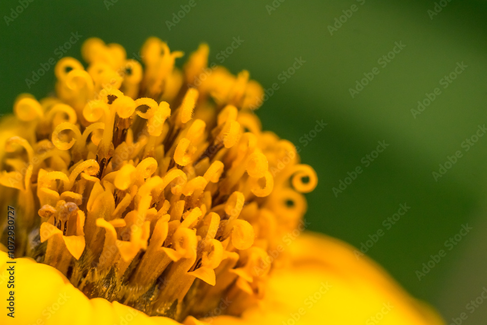 Fototapeta premium Vibrant Jerusalem Artichoke Flower