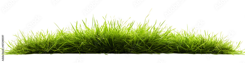 Hi Resolution image of Fresh green grass isolated against a transparent background Hi Resolution image of Fresh green grass isolated against a transparent background