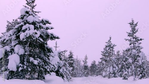 Snowfall in the Evening Northern Forest