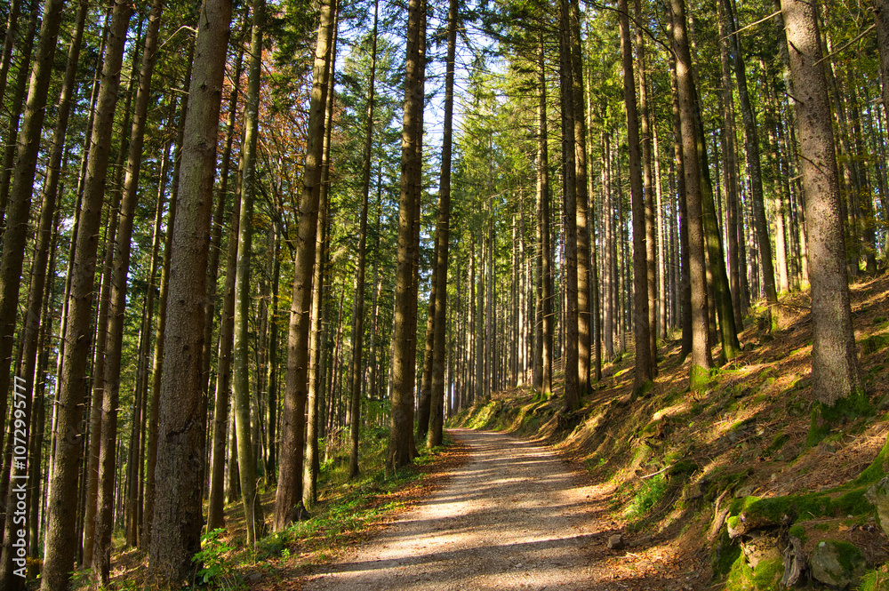 Fototapeta premium Schwarzwaldlandschaft bei St. Ulrich oberhalb von Freiburg