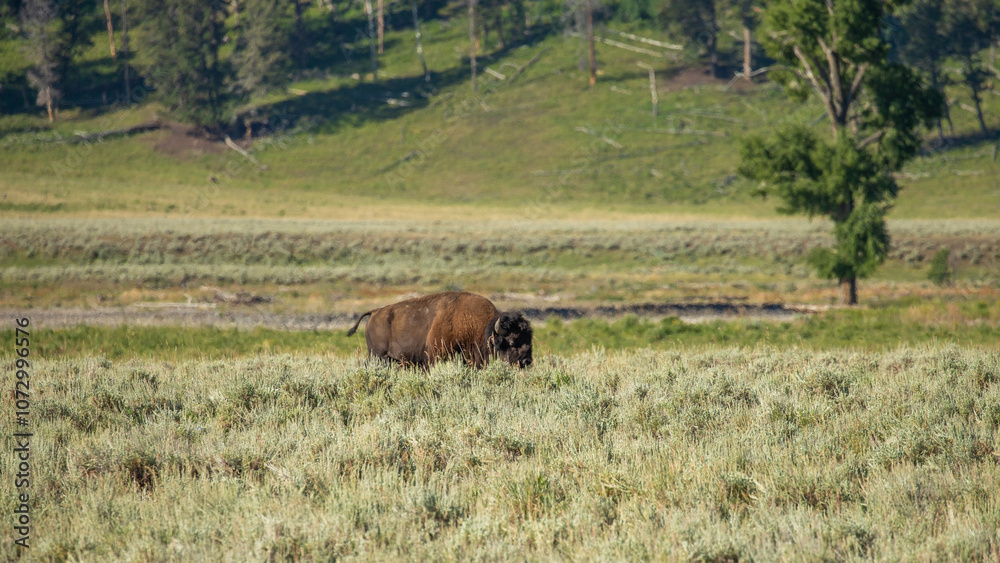Bison grazing in a meadow Bison grazing in a meadow
