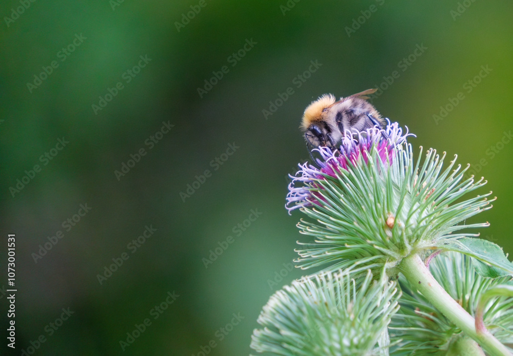 a bumblebee collects nectar on a thistle flower a bumblebee collects nectar on a thistle flower
