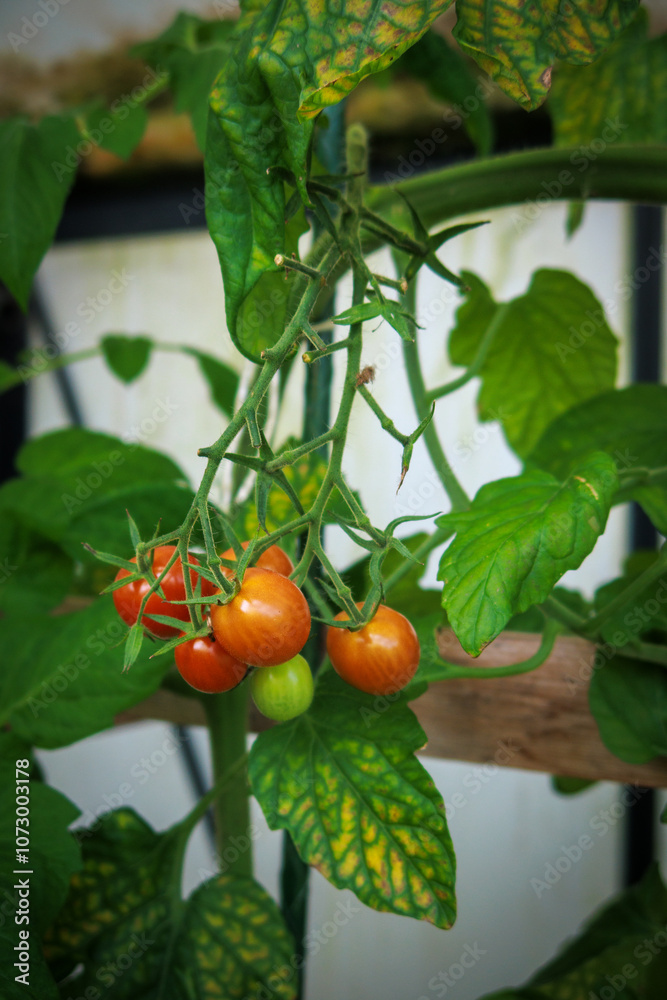 Tomatoes ripen in a greenhouse