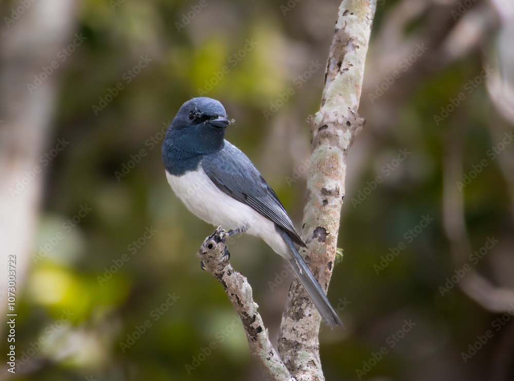 Fototapeta premium A male Leaden Flycatcher perched on a branch